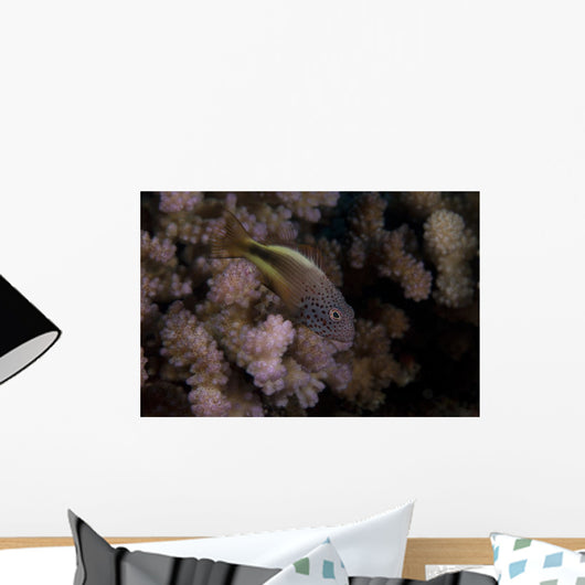 Freckled Hawkfish Sits Some Wall Decal