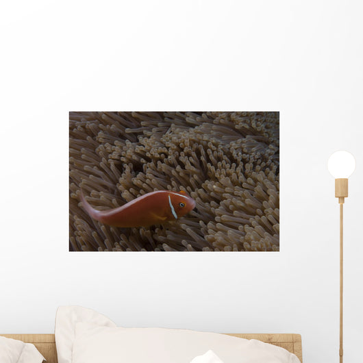 Pink Anemonefish Its Host Down Wall Decal