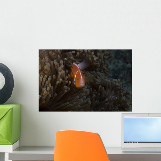 Pink Anemonefish Its Host Wall Nestled Decal