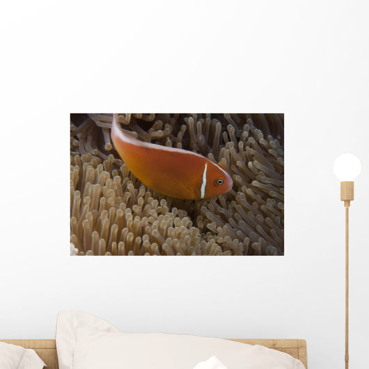 Pink Anemonefish Its Host Searching Wall Decal