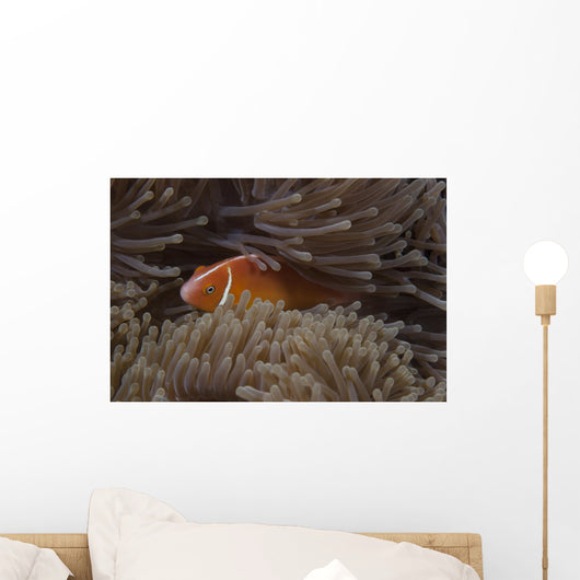 Pink Anemonefish Its Host Hiding Wall Decal
