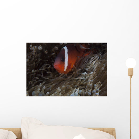 Tomato Clownfish Its Host Left Profile Wall Decal