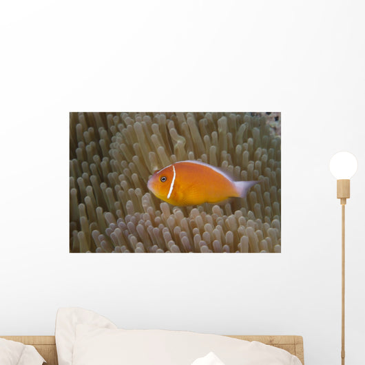 Pink Anemonefish Its Host Left Side Wall Decal