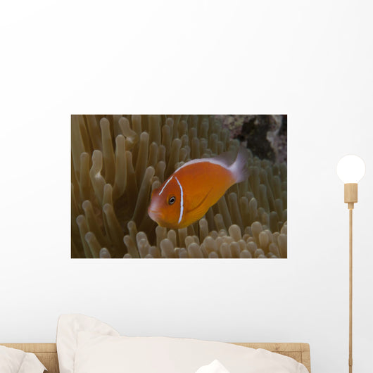 Pink Anemonefish Its Host Left Profile Wall Decal