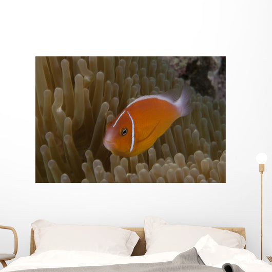 Pink Anemonefish Its Host Left Profile Wall Decal