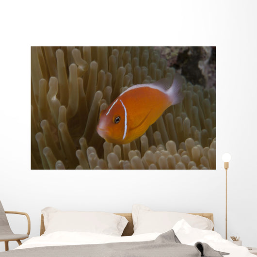 Pink Anemonefish Its Host Left Profile Wall Decal