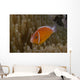 Pink Anemonefish Its Host Left Profile Wall Decal