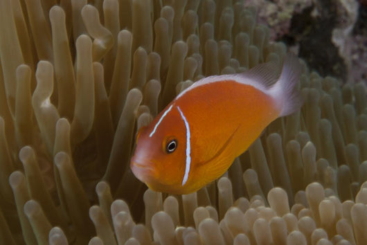 Pink Anemonefish Its Host Left Profile Wall Decal