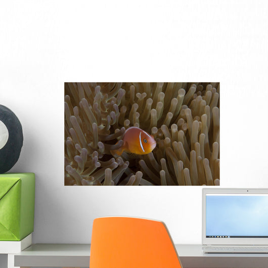 Pink Anemonefish Its Host Peaking Out Wall Decal