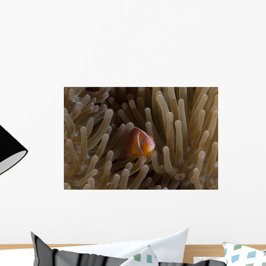 Pink Anemonefish Its Host Wall Decal