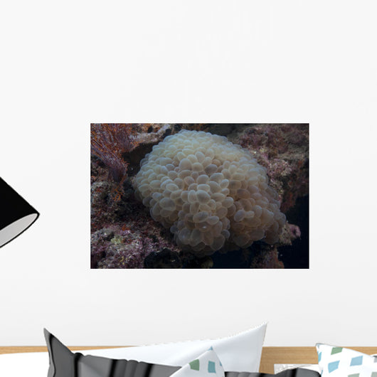 Wandering Sea Anemone Beqa Wall Decal