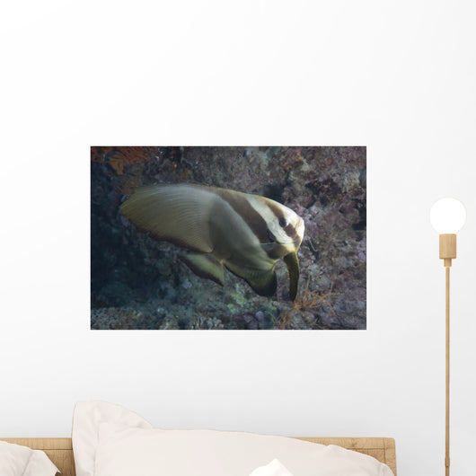 Longfin Spadefish Beqa Lagoon Wall Decal