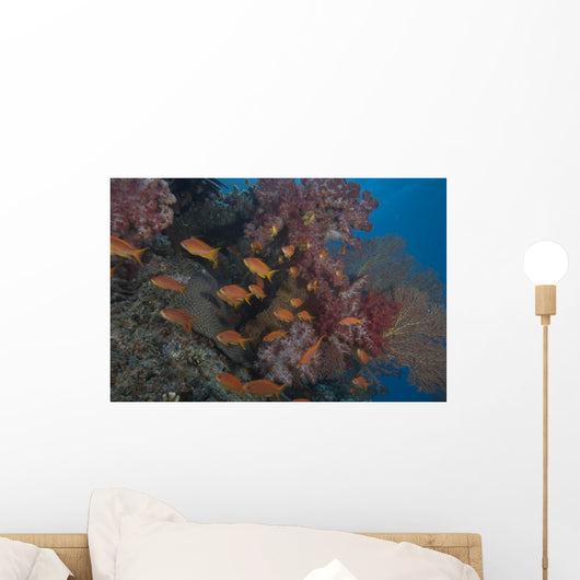 Scalefin Anthias Fish Beqa Distant Wall Decal