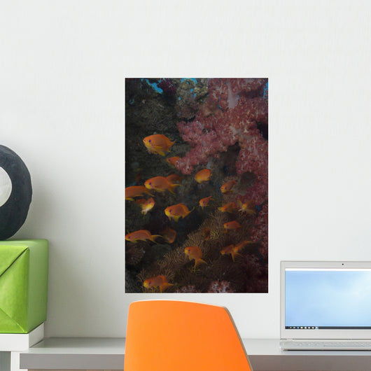 Scalefin Anthias Fish Beqa Wall Decal