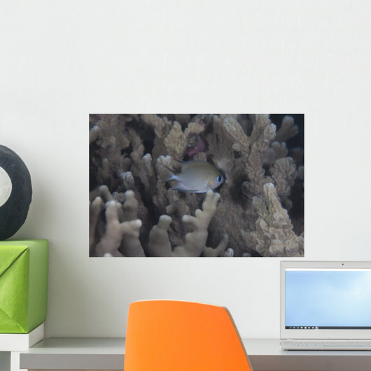 Small Ambon Chromis Swimming Wall Decal