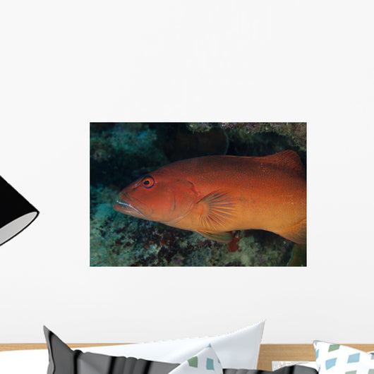 Spotted Grouper Beqa Lagoon Wall Decal