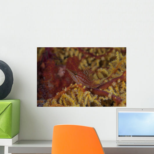 Longnose Hawkfish Soft Coral Wall Decal
