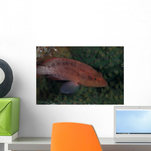 Small Grouper Beqa Lagoon Wall Decal