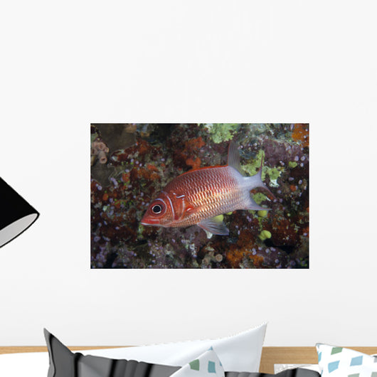 Tailspot Squirrelfish Swimming Fiji Wall Decal