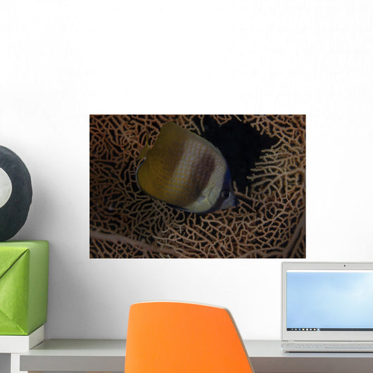 Klein's Butterflyfish Swimming Fiji Wall Decal