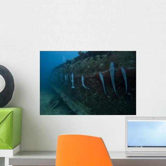 Remora's Suck Hull Shipwreck Wall Decal