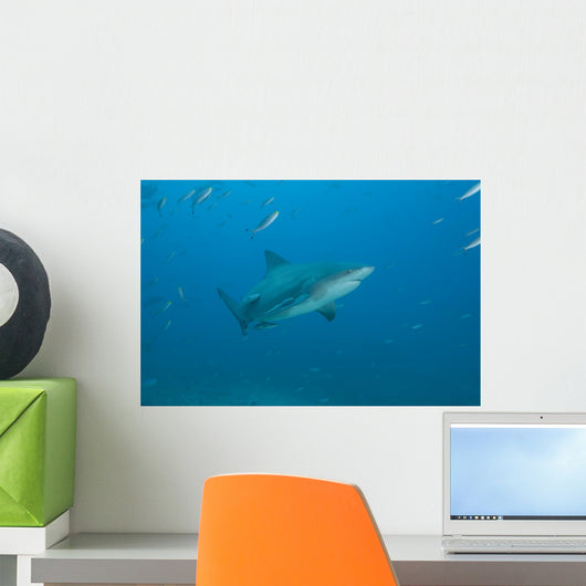 Large Bull Shark Bistro Wall Decal