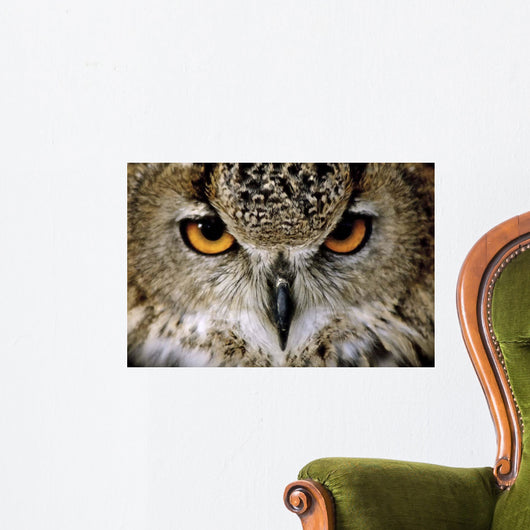 Eagle Owl Wall Decal