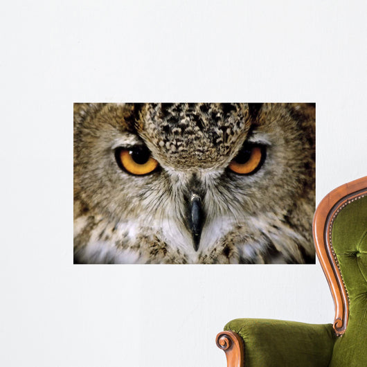 Eagle Owl Wall Decal