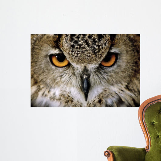 Eagle Owl Wall Decal