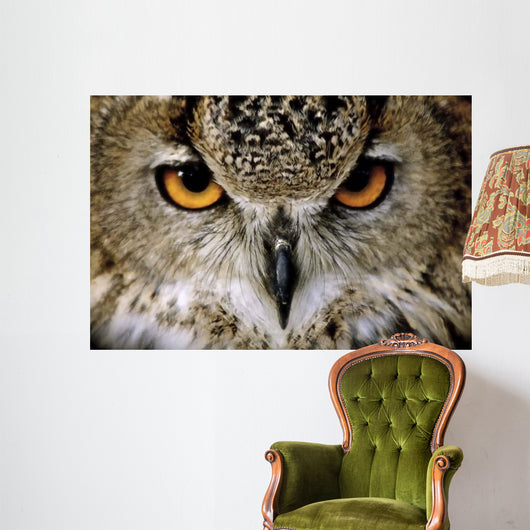 Eagle Owl Wall Decal