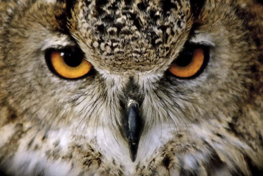 Eagle Owl Wall Decal