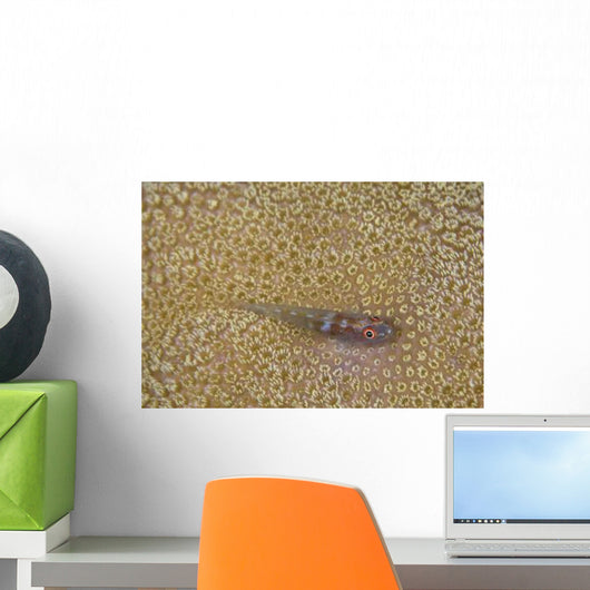 Goby Coral Australia Wall Decal Design 2