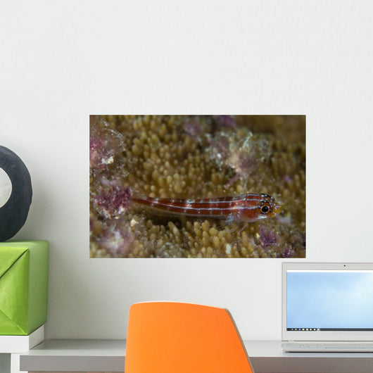 Goby Coral Australia Wall Decal Design 1