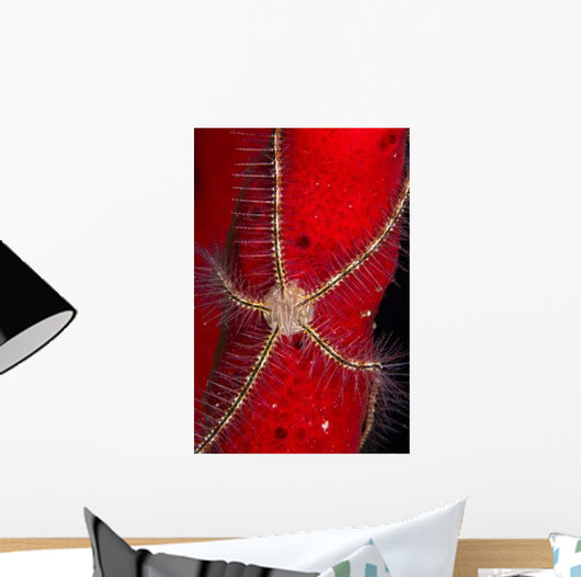 Brittle Star Sponge Belize Wall Decal Design 2