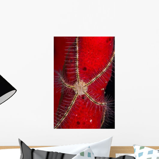 Brittle Star Sponge Belize Wall Decal Design 2