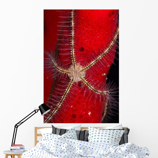 Brittle Star Sponge Belize Wall Decal Design 2
