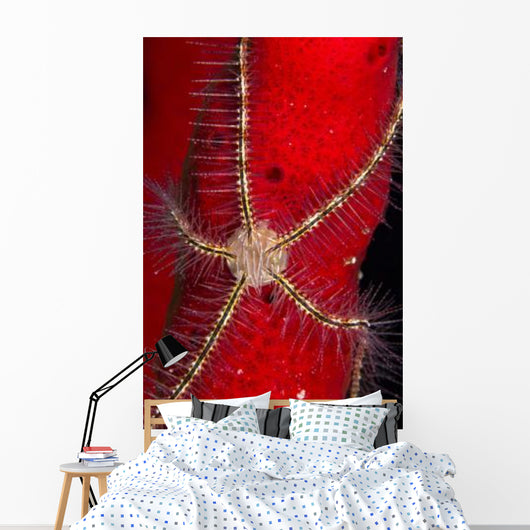 Brittle Star Sponge Belize Wall Decal Design 2