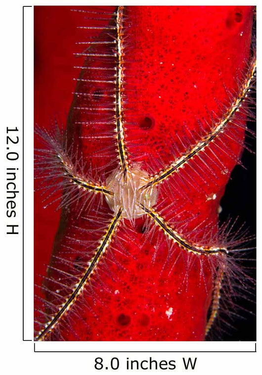 Brittle Star Sponge Belize Wall Decal Design 2