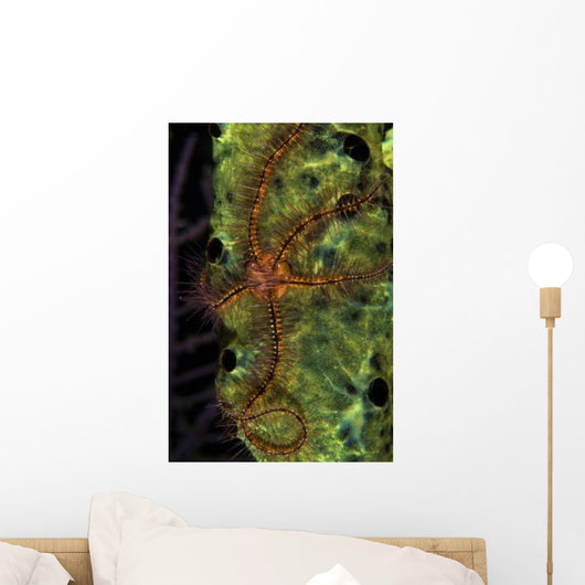 Brittle Star Sponge Belize Wall Decal Design 1