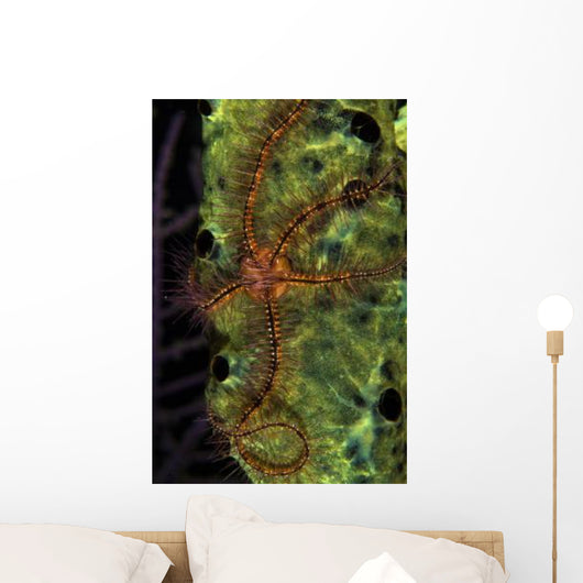 Brittle Star Sponge Belize Wall Decal Design 1