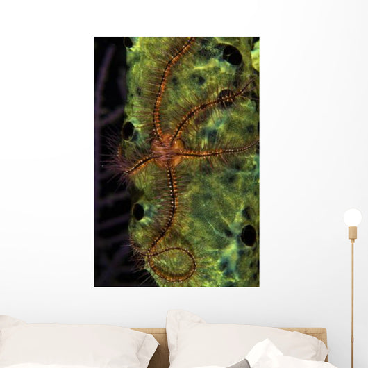 Brittle Star Sponge Belize Wall Decal Design 1