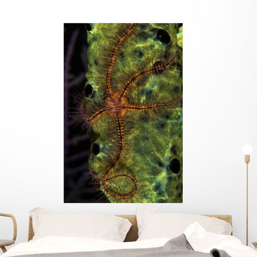 Brittle Star Sponge Belize Wall Decal Design 1