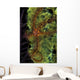 Brittle Star Sponge Belize Wall Decal Design 1