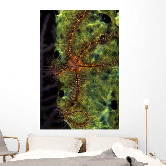 Brittle Star Sponge Belize Wall Decal Design 1