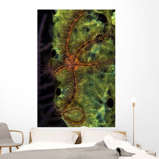 Brittle Star Sponge Belize Wall Decal Design 1