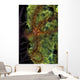 Brittle Star Sponge Belize Wall Decal Design 1