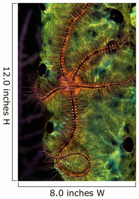 Brittle Star Sponge Belize Wall Decal Design 1
