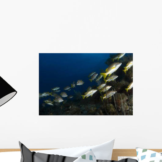 School Schoolmaster Snapper Belize Wall Decal