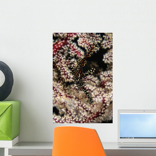 Ornate Ghost Pipefish Fiji Wall Decal