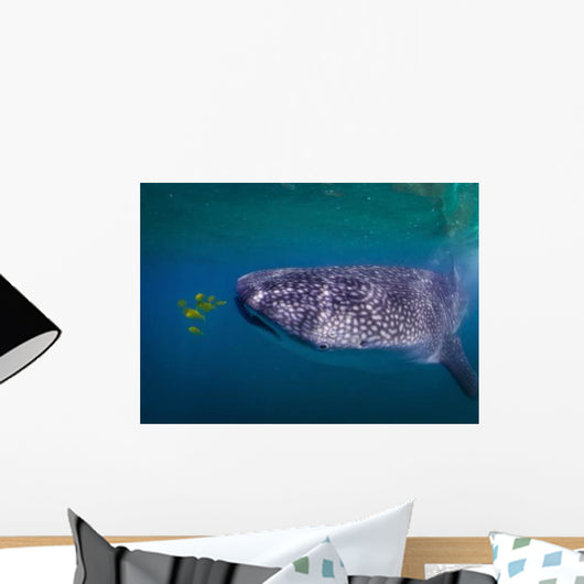 Whale Shark Feeding Fish Wall Decal